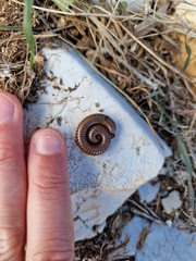 Pachyiulus cattarensis