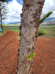 Araucaria columnaris