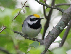 Vermivora chrysoptera