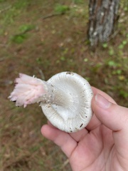 Amanita mutabilis image