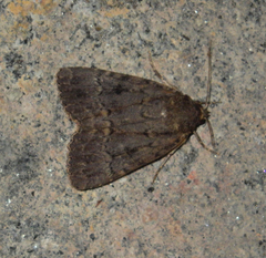 Amphipyra pyramidea