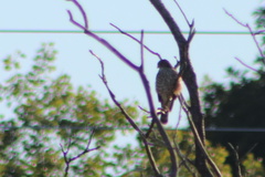 Accipiter cooperii