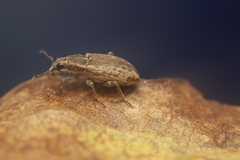 Sitona humeralis