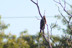 Accipiter cooperii