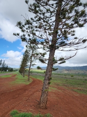 Araucaria columnaris