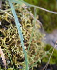 Cladonia furcata