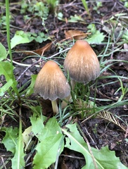 Coprinellus
