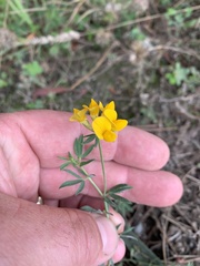 Lotus corniculatus