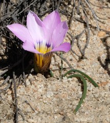 Romulea vlokii