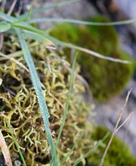 Cladonia furcata