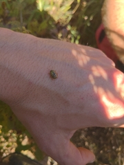 Calligrapha multipunctata