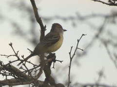 Myiarchus tyrannulus