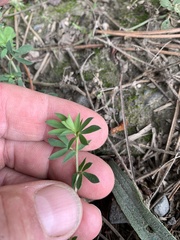 Lotus corniculatus