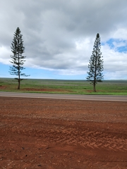 Araucaria columnaris