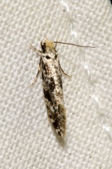 Nemapogon granella