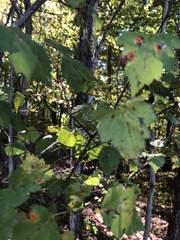 Crataegus phaenopyrum