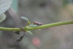 Scoposcartula