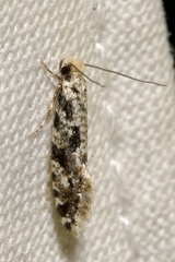 Nemapogon granella
