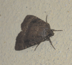 Amphipyra pyramidea