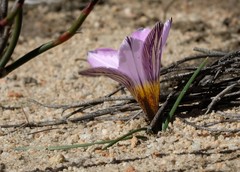 Romulea vlokii