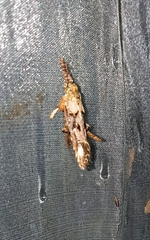Casmara exculta
