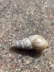Bulimulus bonariensis