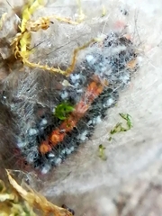 Acronicta tridens