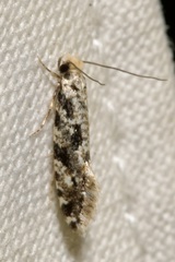 Nemapogon granella