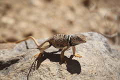 Crotaphytus bicinctores