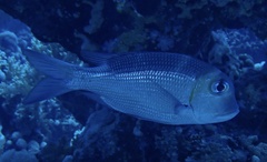 Monotaxis grandoculis