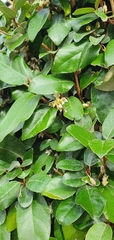 Elaeagnus pungens