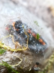 Acronicta tridens