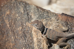 Crotaphytus bicinctores