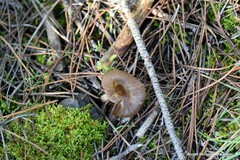 Pseudoclitocybe cyathiformis