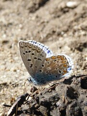 Polyommatus bellargus