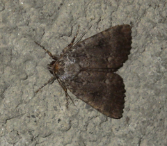 Amphipyra pyramidea