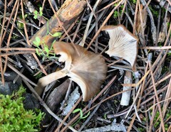 Pseudoclitocybe cyathiformis