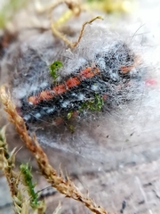 Acronicta tridens