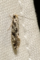 Nemapogon granella