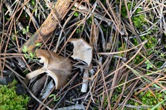 Pseudoclitocybe cyathiformis