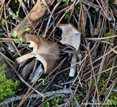 Pseudoclitocybe cyathiformis
