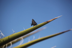 Atlides halesus