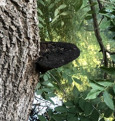 Inonotus