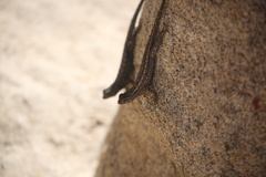 Sceloporus occidentalis longipes