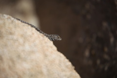 Sceloporus occidentalis longipes