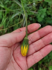 Tragopogon orientalis