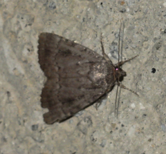 Amphipyra pyramidea