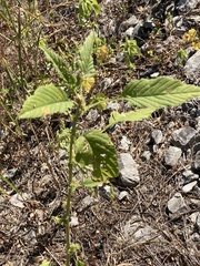 Amaranthus tuberculatus