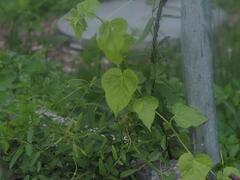 Passiflora vesicaria