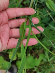 Tragopogon orientalis